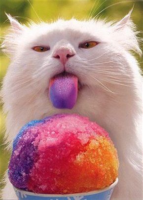 click here to see more about kitty
or cats!