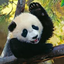 Click here to know more about the Giant Panda!