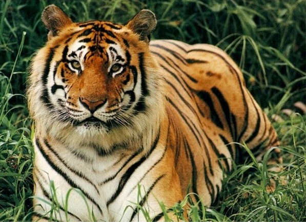 click here to see more about wild tigers
