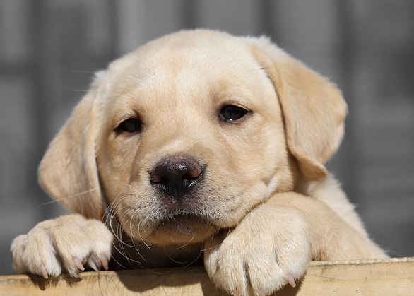 Click Here to see more about Ripley