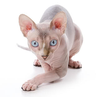 Click here to see more about Sphynx