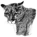 Olympic Cougars 