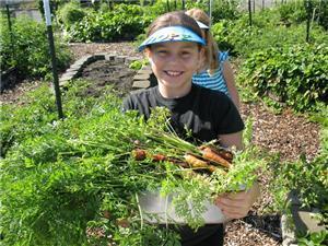 Carrot harvest in Auburn School District 
