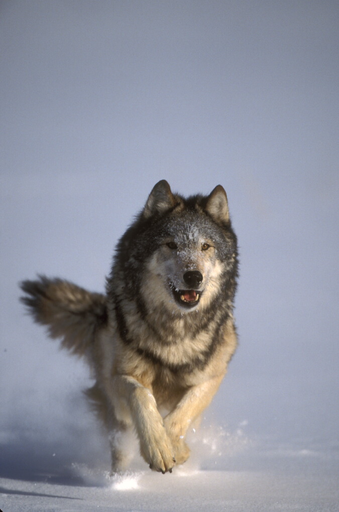 This picture shows a running wolf.